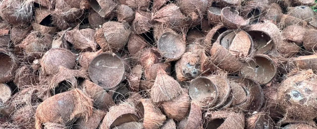 Pile of selected coconut shells as raw material