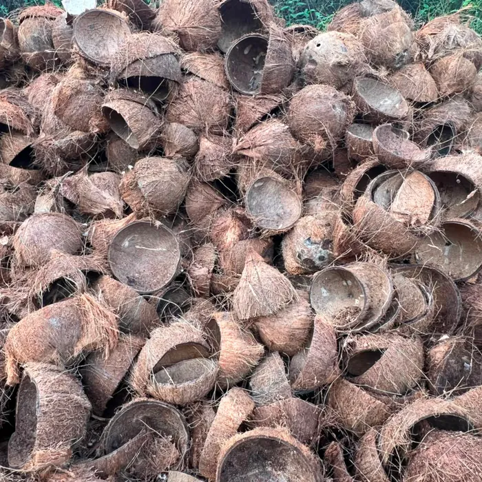 Sorted coconut shells ready for carbonization