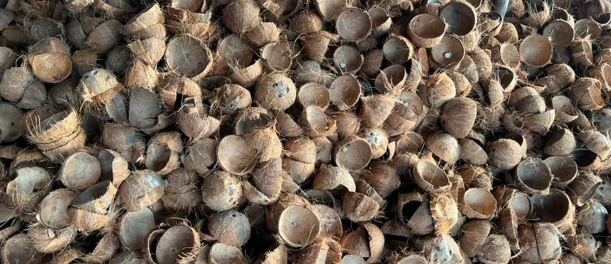 Close-up of clean, mature coconut shells selected for carbonization