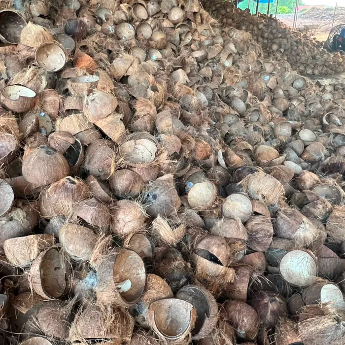 Large stockpile of mature coconut shells under the shed